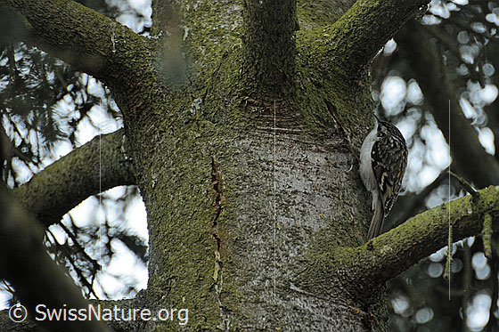 Foto: Waldbaumläufer (Certhia familiaris) auf Nahrungssuche an einem Baumstamm.