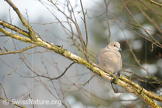 Foto: Türkentaube (Streptopelia decaocto) auf Ast sitzend.