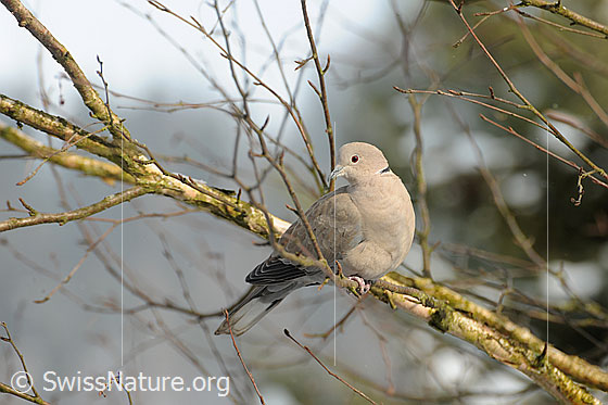 Türkentaube (Streptopelia decaocto) auf Ast sitzend