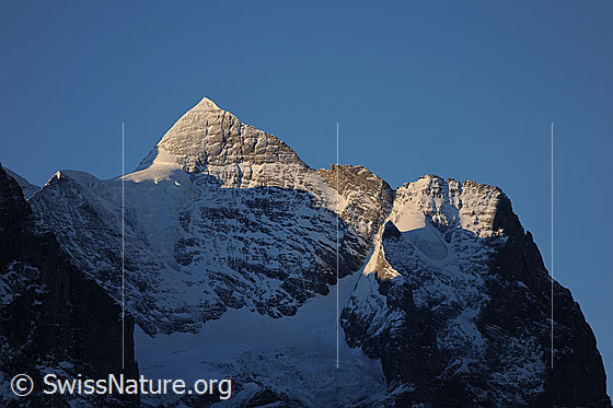 Foto: Morgenstimmung an Wetterhorn und Scheideggwetterhorn.
Gletscher: Hengsterengletscher.