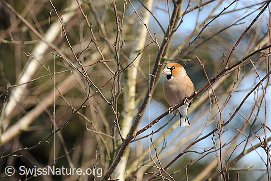 Kernbeisser (Coccothraustes coccothraustes)