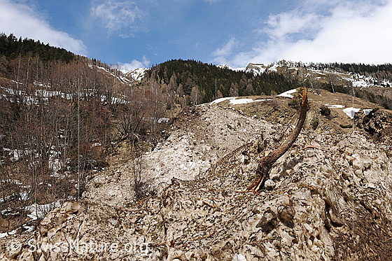 Foto: Eine Lawine hat Holz, Steine und sehr viel Schnee am Fuss des Lochgrabe abgelagert.