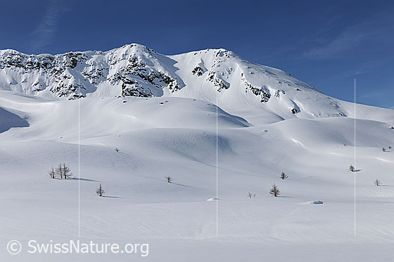 Foto: Schneebedeckte, unberührte Berglandschaft mit lieblichen Geländeformen und einzlenen Lärchen, welche in der sonst weit offenen Winterlandschaft stehen. Der Gipfel rechts wird Hirli genannt.