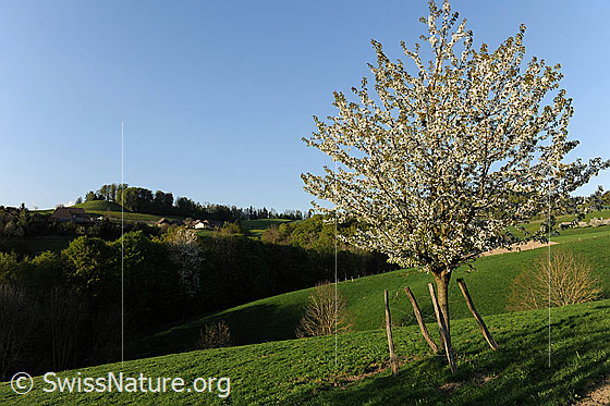 Foto: Junger Kirschbaum während Blütezeit. Der Baum (Süsskirsche) steht in hügeligem Weideland mit Wäldern und einem Weiler im Hintergrund.