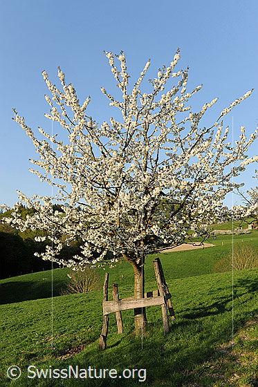 Foto: Junger Baum. 
Kirschbaum (Süsskirsche) in voller Blust. Der Baum ist mit einem Zaun vor weidendem Vieh geschützt.