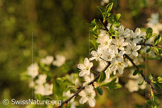 Foto: Birnbaum, Blüte
Pyrus pyraster
Fam. Rosaceae