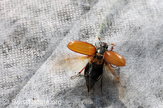 Photo: Melolontha melolontha with open wings.
