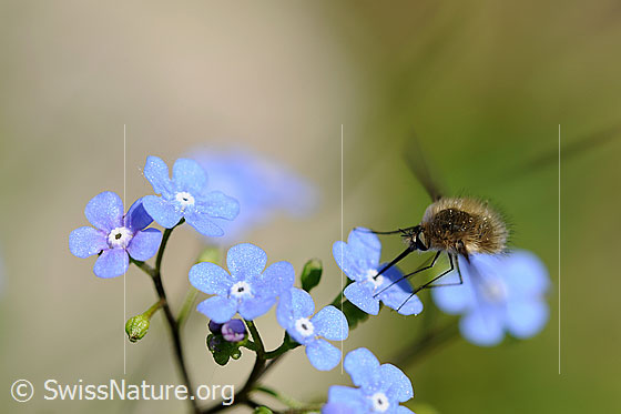 Foto: Grosser Wollschweber (Bombylius major) auf Kaukasusvergissmeinnicht (Brunnera macrophylla) beim Saugen von Nektar.