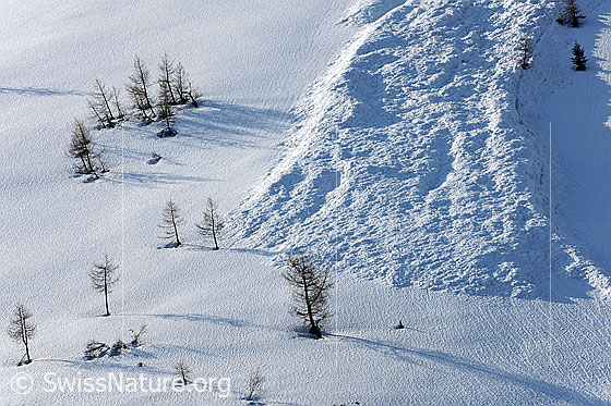 Foto: Schneefläche mit Lärchen und Lawinenkegel.