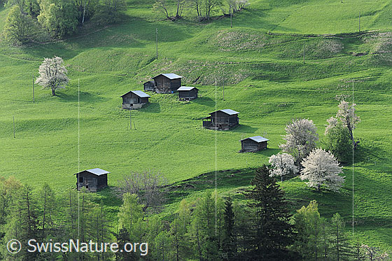Foto: Frühlingslandschaft mit Ställen und blühenden Bäumen in grüner Umgebung.