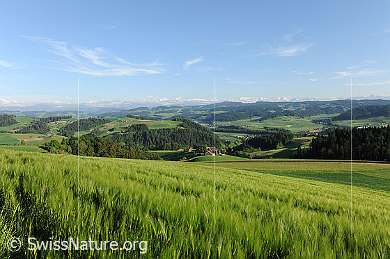 Foto: Getreidefeld in Emmentaler Hügellandschaft. Das Gerstenfeld, die Hügel und Wälder präsentieren sich in frühlingshaften Grüntönen. Über der Alpenkette sind einzelne Schleierwolken zu sehen.