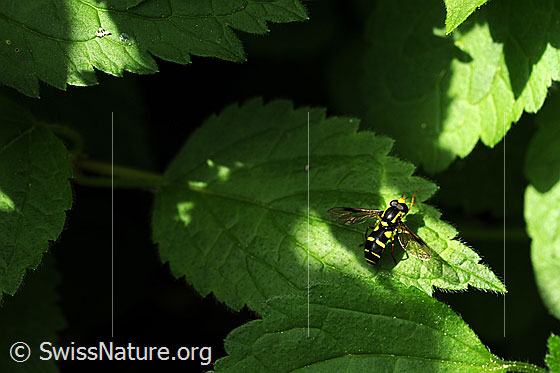 Späte Gelbrandschwebfliege (Xanthogramma pedissequum)