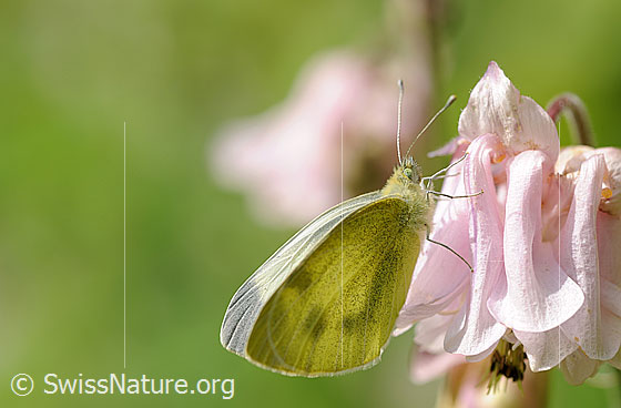 Foto: Kleiner Kohlweissling an Blüte der Akelei.