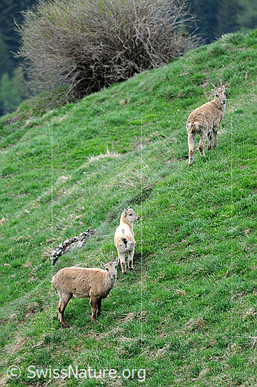Foto: Zwei Steingeissen sind mit einem Jungtier unterwegs.
Steinböcke
Lat.: Capra ibex