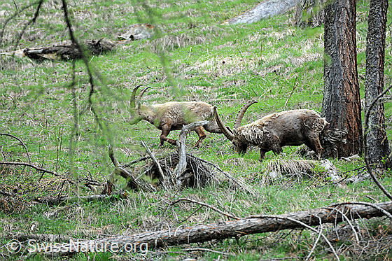 Foto: Weidende Steinböcke in lichtem Lärchenwald.
Lat.: Capra ibex
Am Baumstamm sind die Reste des Winterpelzes zu sehen, welche der ältere Steinbock in Bild F067666 am Baumstamm abgestreift hat.