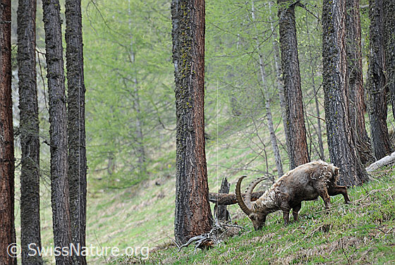 Foto: Weidender Steinbock im Lärchenwald.
Lat.: Capra ibex