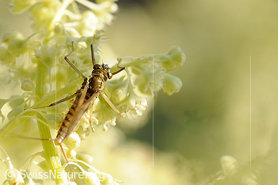 Foto: Eintagsfliege an Blütendolde.