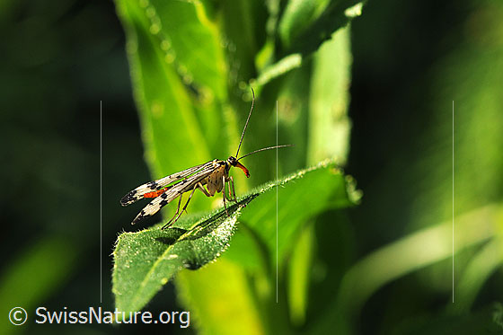 Foto: Skorpionsfliege auf einem Blatt.