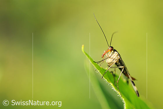 Gemeine Skorpionsfliege (Panorpa communis)
