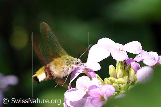 Foto: Hummelschwärmer (Hemaris fuciformis) bei der Nahrungsaufnahme.