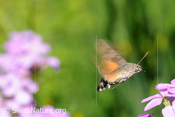 Foto: Nektarsaugendes Taubenschwänzchen (Macroglossum stellatarum) im Schwebeflug.