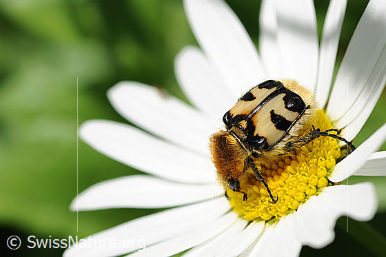 Foto: Gebänderter Pinselkäfer (Trichius fasciatus) auf Gewöhnlicher Wiesen-Margerite (Leucanthemum vulgare). Ansicht von schräg oben.