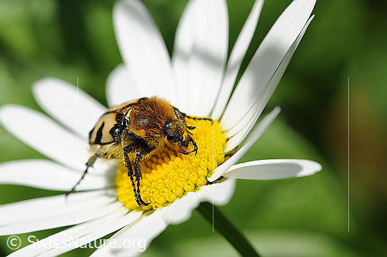 Photo: Trichius fasciatus on Leucanthemum vulgare. View from diagonal front.