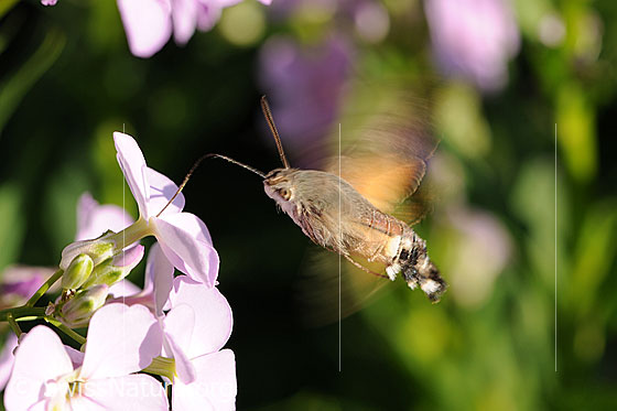 Foto: Vor einer Blüte schwebendes Taubenschwänzchen. Mit dem langen Rüssel nimmt das Insekt Nektar auf.