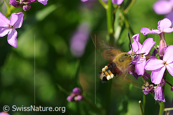 Hummelschwärmer (Hemaris fuciformis)