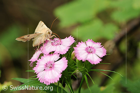 Hausmutter auf Blüte
