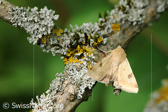 Foto: Wahrscheinlich Hausmutter (Noctua pronuba).