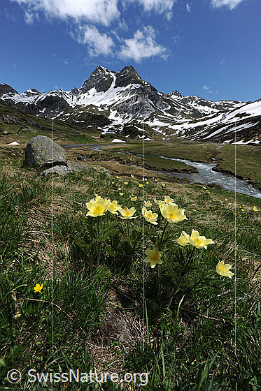 Foto: Berglandschaft und Blumen. Blühende Schwefelanemonen in Hochebene mit Bergbach und Ofenhorn im Hintergrund.
Lat.: Pulsattilla alpina ssp. sulphurea
Familie: Ranunculaceae