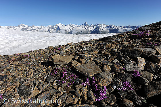 Foto: Gegenblättriger Steinbrech (Saxifraga oppositifolia) auf steinigem Boden mit Schneefeld und Alpenkette im Hintergrund.