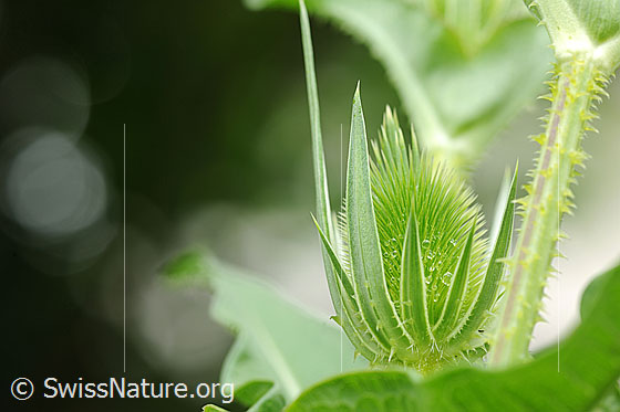 Foto: Fruchtknoten mit Wassertropfen und grünen Hüllblättern der Wilden Karde. Die Wurzel der Wilden Karde wird für die Herstellung einer Tinktur gegen Borreliose (Zeckenbiss) verwendet.