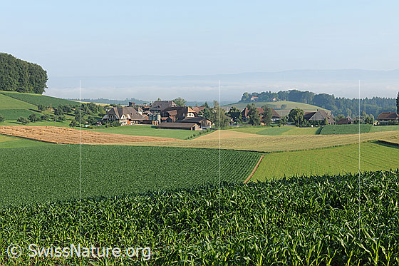 Foto: Bauerndorf umgeben von Kulturland mit vielseitig bepflanzten Feldern und Äckern, welche sich farblich unterscheiden. Im Vordergrund ist ein Maisfeld zu sehen.