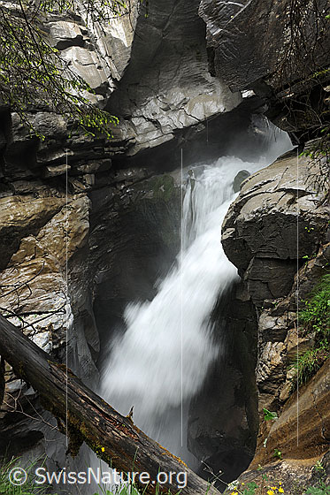 Foto: Pochtefall, Griesschlucht, Kiental. 
Baumstamm in Schlucht mit tosendem Wasserfall.