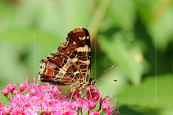 Photo: Araschnia levana on flowering umbel. The wings are closed and the map drawing is clearly visible.