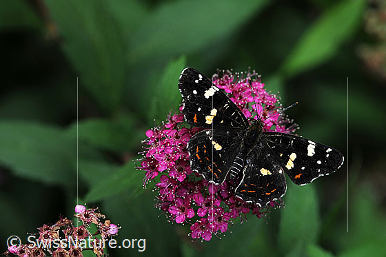 Landkärtchen (Araschnia levana) auf Spierstrauch