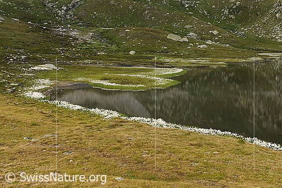 Foto: Spiegelung im Jostsee. Alpweiden umgeben den ruhigen Bergsee. Das Ufer und die gerundeten Halbinseln im Uferbereich sind mit Wollgras bewachsen.