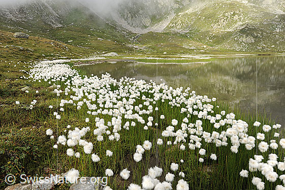 Foto: Wollgras am Jostsee. Das blühende Gras säumt das Ufer des spiegelnden Bergsees. Am Berghang im Hintergrund sind Nebelreste zu sehen.