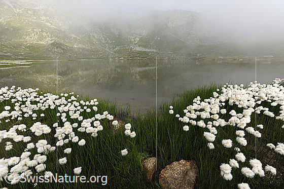Foto: Geheimnisvolle Wolkenstimmung am Jostsee. Die Berglandschaft ist in Wolken gehüllt und ein Berghang spiegelt sich schwach im Wasser. Am Ufer des Bergsees ist Wollgras mit frischen, dicht stehenden Blüten zu sehen.
