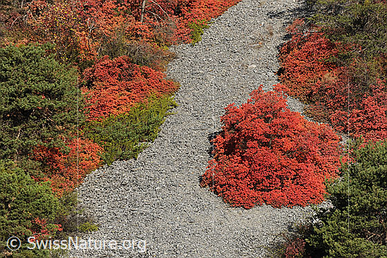 Foto: Perückenstrauch (Cotinus coggygria) in Kalkgeröll.
Lat.: Cotinus coggygria
Familie: Anacardiaceae (Sumachgewächse)
Gattung: Cotinus (Perückensträucher)