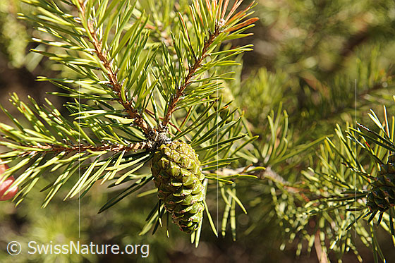 Foto: Ast und Zapfen der Waldföhre.
Lat.: Pinus sylvestris
Familie: Föhrengewächse / Kieferngewächse