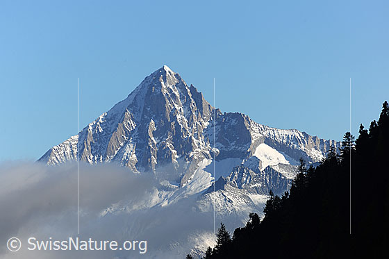 Foto: Bietschhorn von Süden. Die Pyramide ragt aus Wolken. Im Vordergrund ist eine bewaldete Gratkante zu sehen, welche noch im Schatten liegt.
