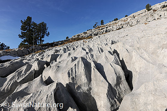 Foto: Karstlandschaft mit Föhren. Gestein: Schrattenkalk (Sedimentgestein)
