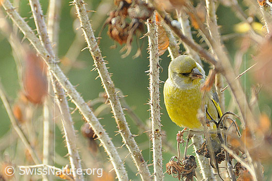 Foto: Grünling (Chloris chloris) im Dornenstrauch sitzend. Auch Grünfink genannt.