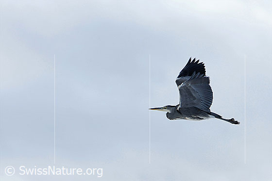 Foto: Fischreiher (Ardea cinerea) fliegt vorüber.
Umgebung: Wald und Bach am Rand eines Siedlungsgebietes. Höhe ca. 570m ü.M.
Lat.: Ardea cinerea
Familie: Ardeidae (Reiher)