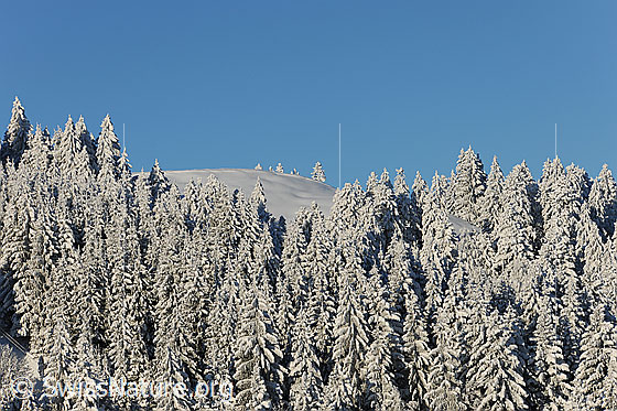 Foto: Hügel und Tannenwald mit Neuschnee. Darüber blauer Himmel.