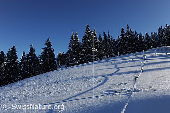 Foto: Schneefläche und ein Weidezaun, an welchem gefrorener Schnee haftet. Der Zaun führt an den Waldrand.