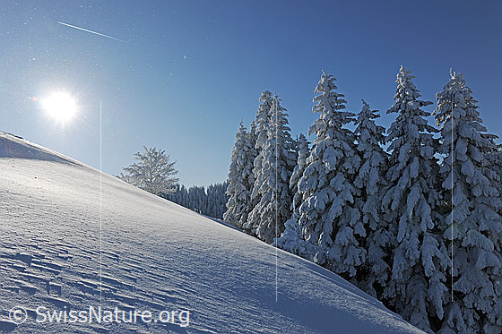 Foto: Tief verschneite Tannen an schneebedecktem Hügel mit feinen Strukturen in der Schneeoberfläche. Am blauen Himmel ist die Sonne zu sehen.